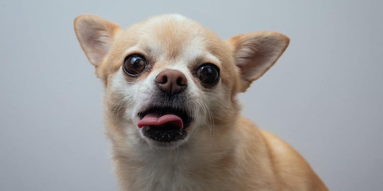 perro-chihuahua-cabeza-de-manzana-todo-lo-que-necesitas-saber-de-este